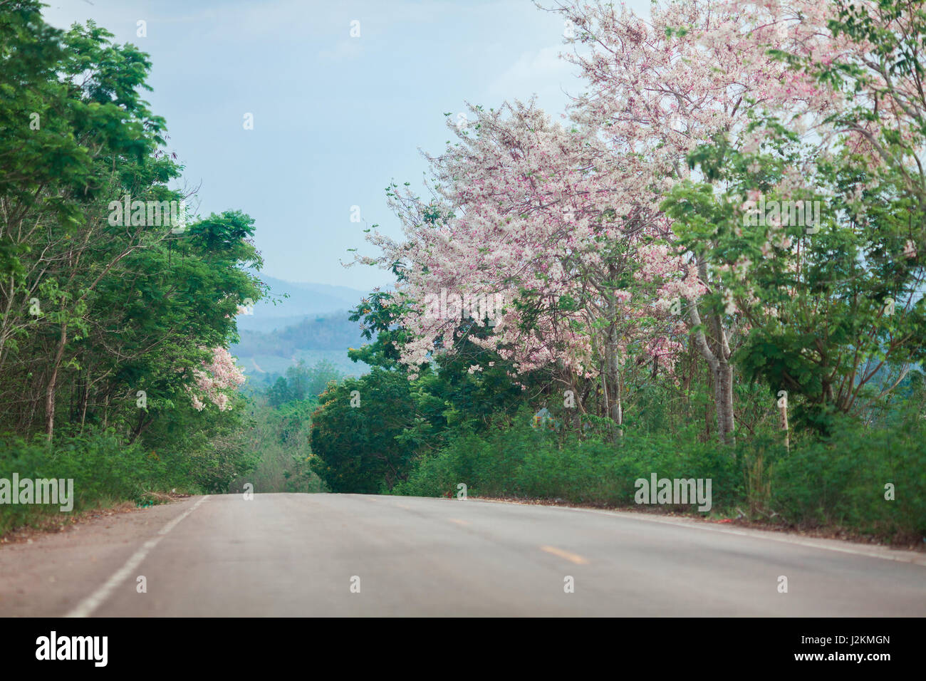 Alberi fioriti lungo la strada. Kaeng Krachan National Park, Thailandia. Foto Stock
