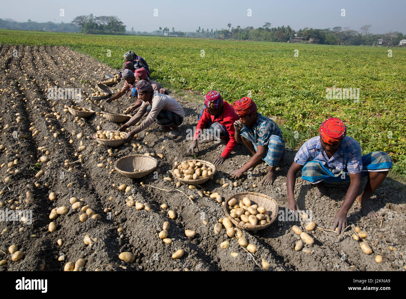 Gli agricoltori la raccolta di patate dal campo. Munshiganj, Bangladesh. Foto Stock