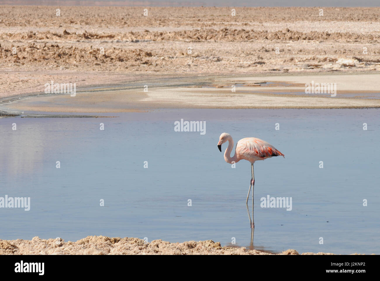 Un Flamingo pesci nel los Flamencos Riserva nazionale al di fuori di San Pedro de Atacama in Cile. Foto Stock