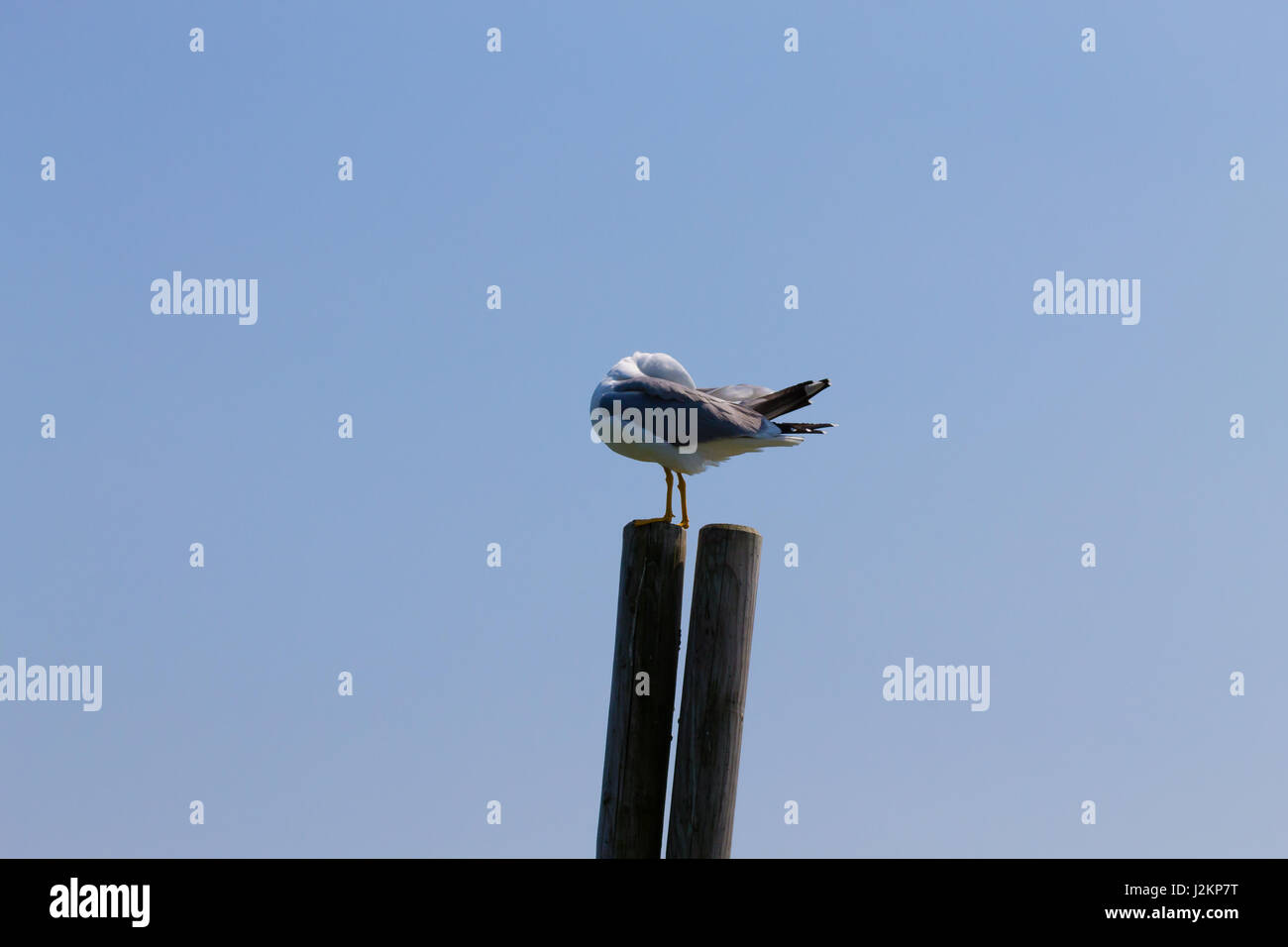 Gull permanente sulla palizzata da "Delta del Po' laguna. Natura italiana. Birdwatching Foto Stock