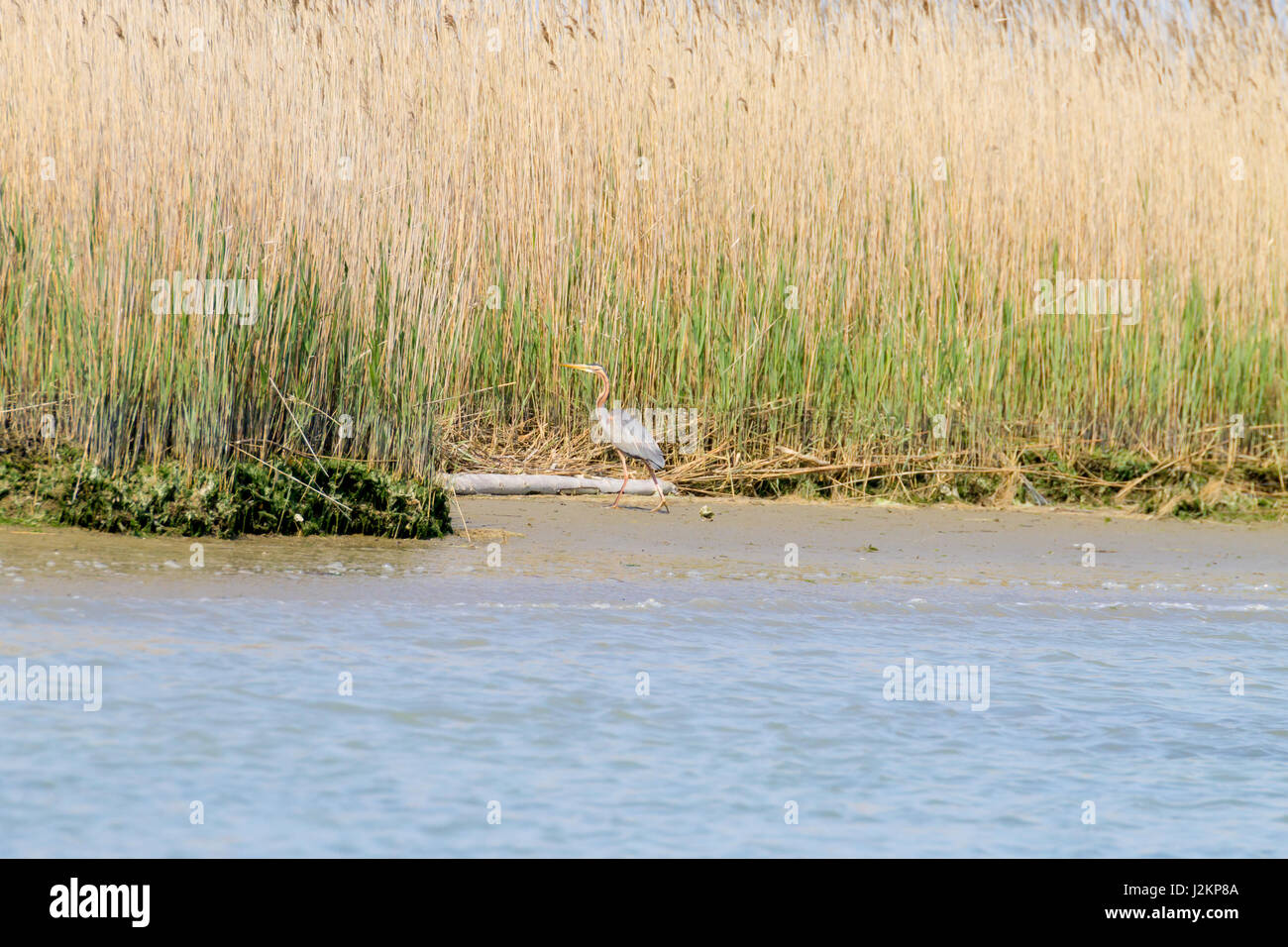 Airone rosso vicino fino dal fiume Po laguna, Italia. Per gli uccelli migratori. Natura italiana Foto Stock
