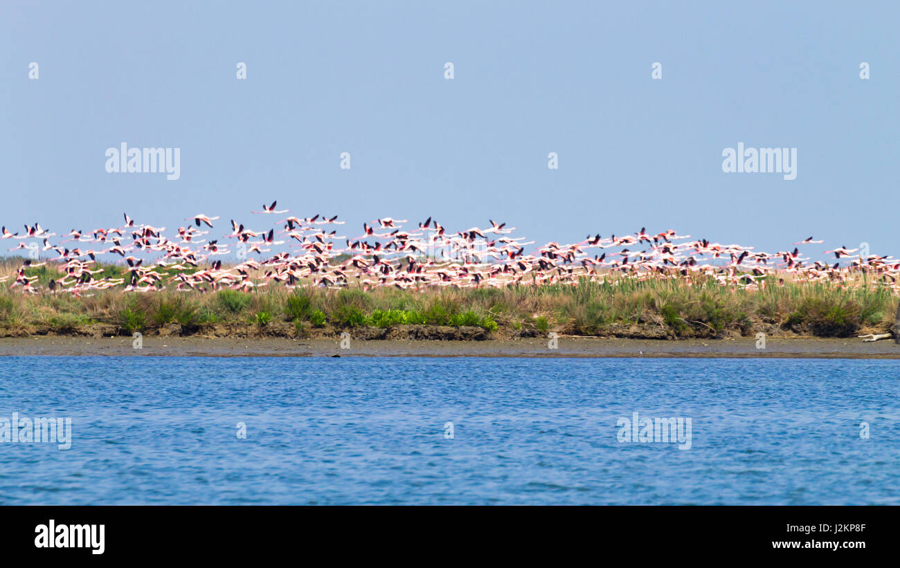 Stormo di fenicotteri rosa da "Delta del Po' laguna, Italia. Panorama della natura Foto Stock