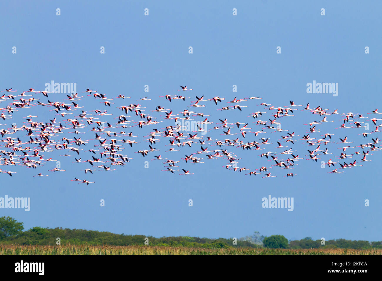 Stormo di fenicotteri rosa da "Delta del Po' laguna, Italia. Panorama della natura Foto Stock