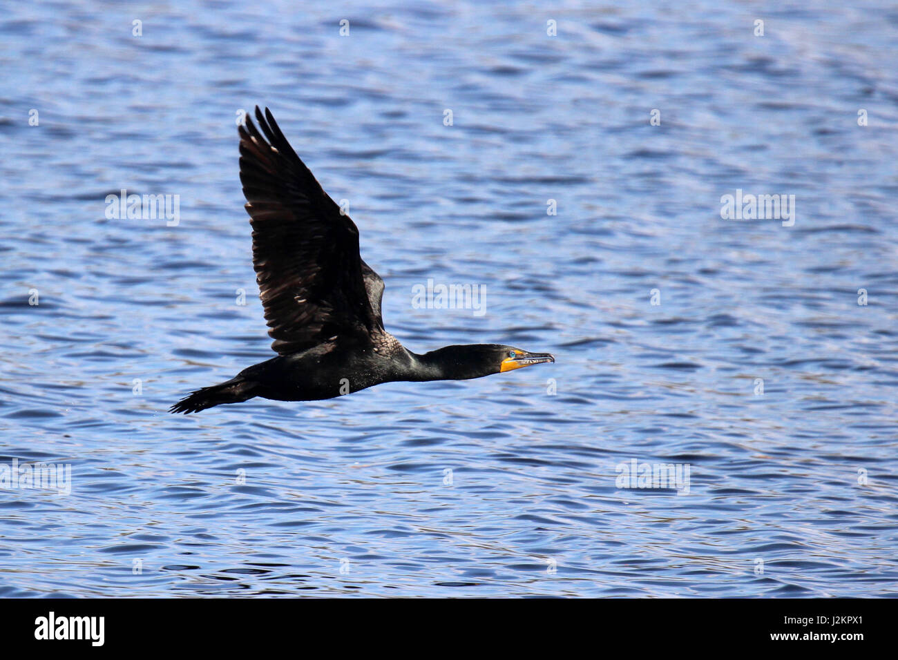 Un doppio di cormorani crestato sorvolando un lago Foto Stock