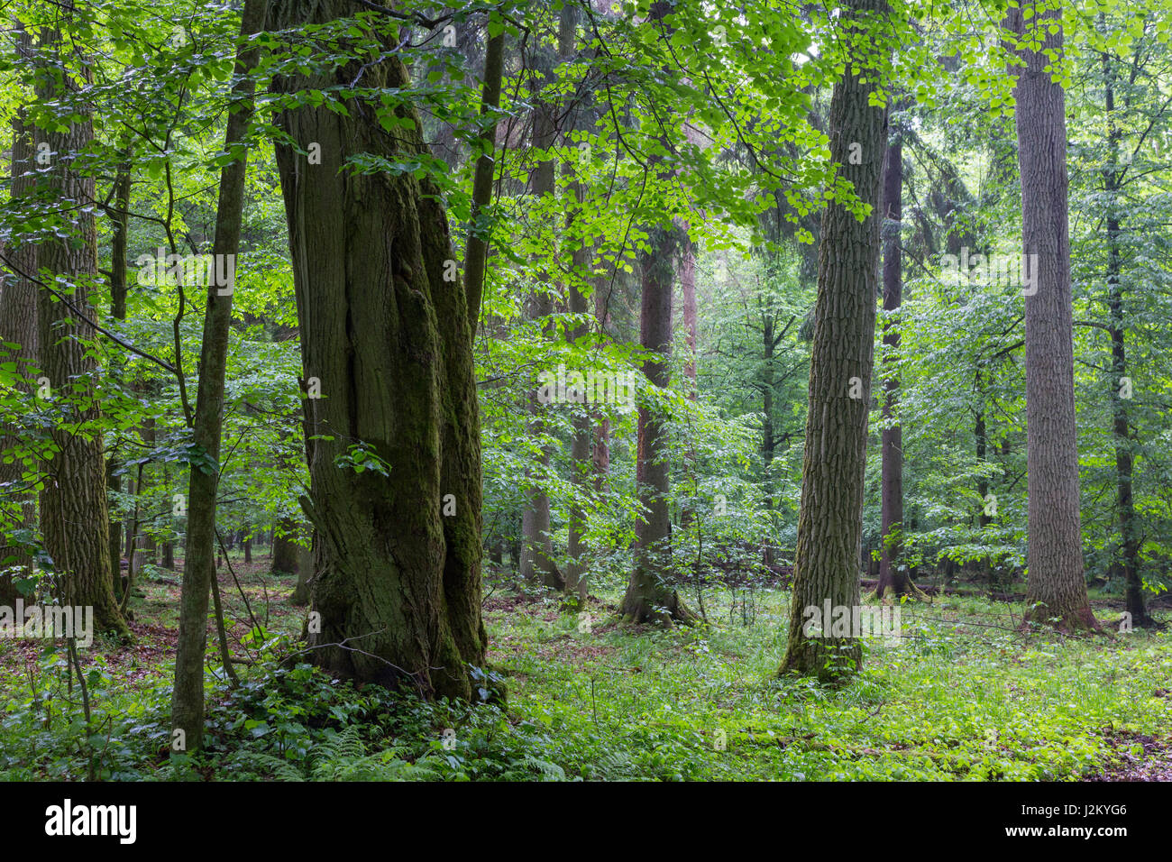 Vecchio linden in primavera deciduo stand, foresta di Bialowieza, Polonia, Europa Foto Stock