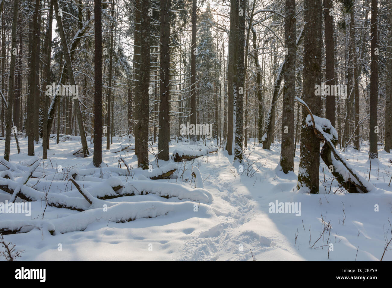 Nevicata dopo deciduousstand in mattinata con neve avvolto alberi, foresta di Bialowieza, Polonia, Europa Foto Stock