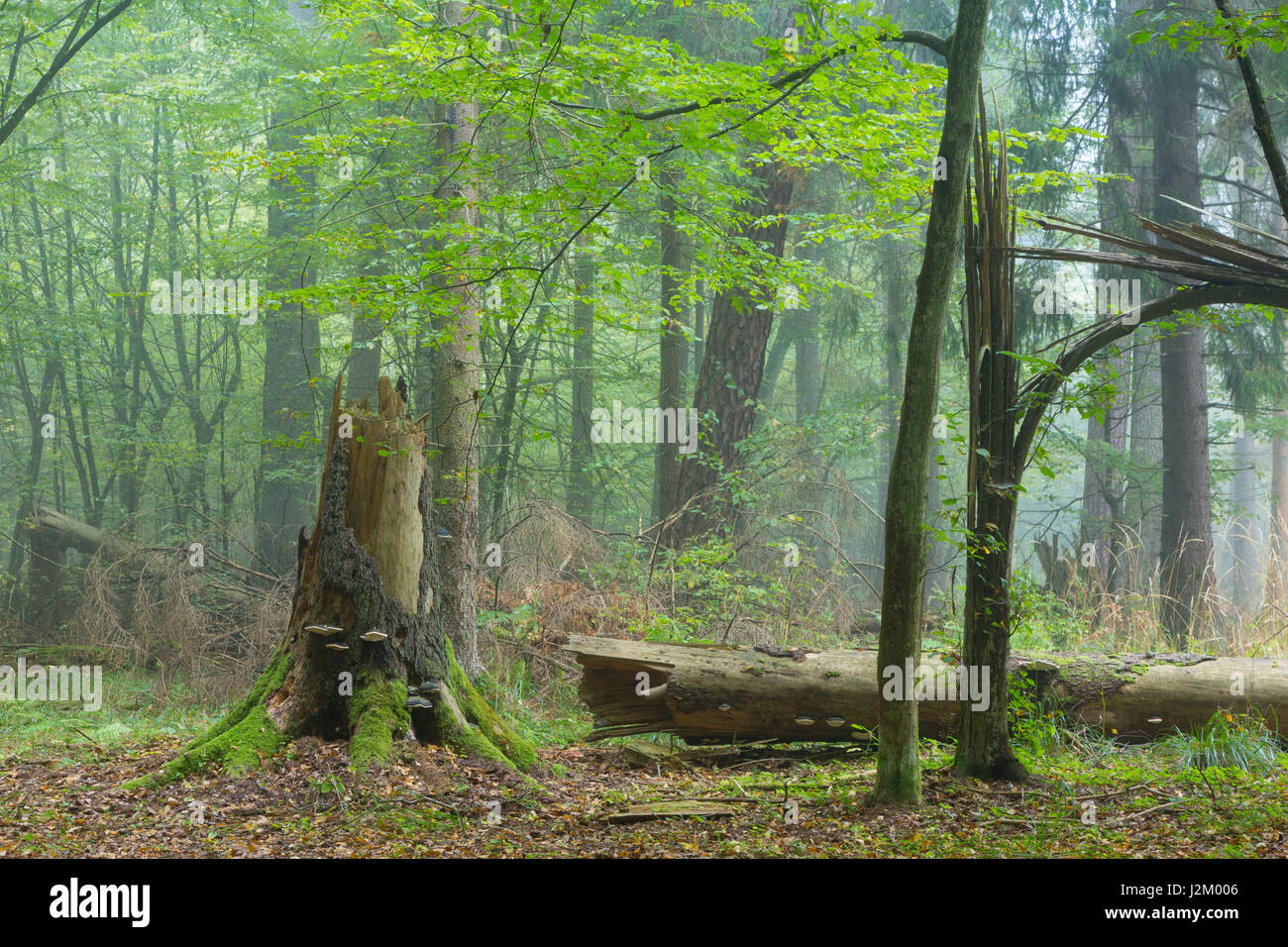 Autunnale stand di latifoglie con albero morto il moncone in parte diminuiti in primo piano con alcuni funghi polypore, foresta di Bialowieza,Polonia,l'Europa Foto Stock