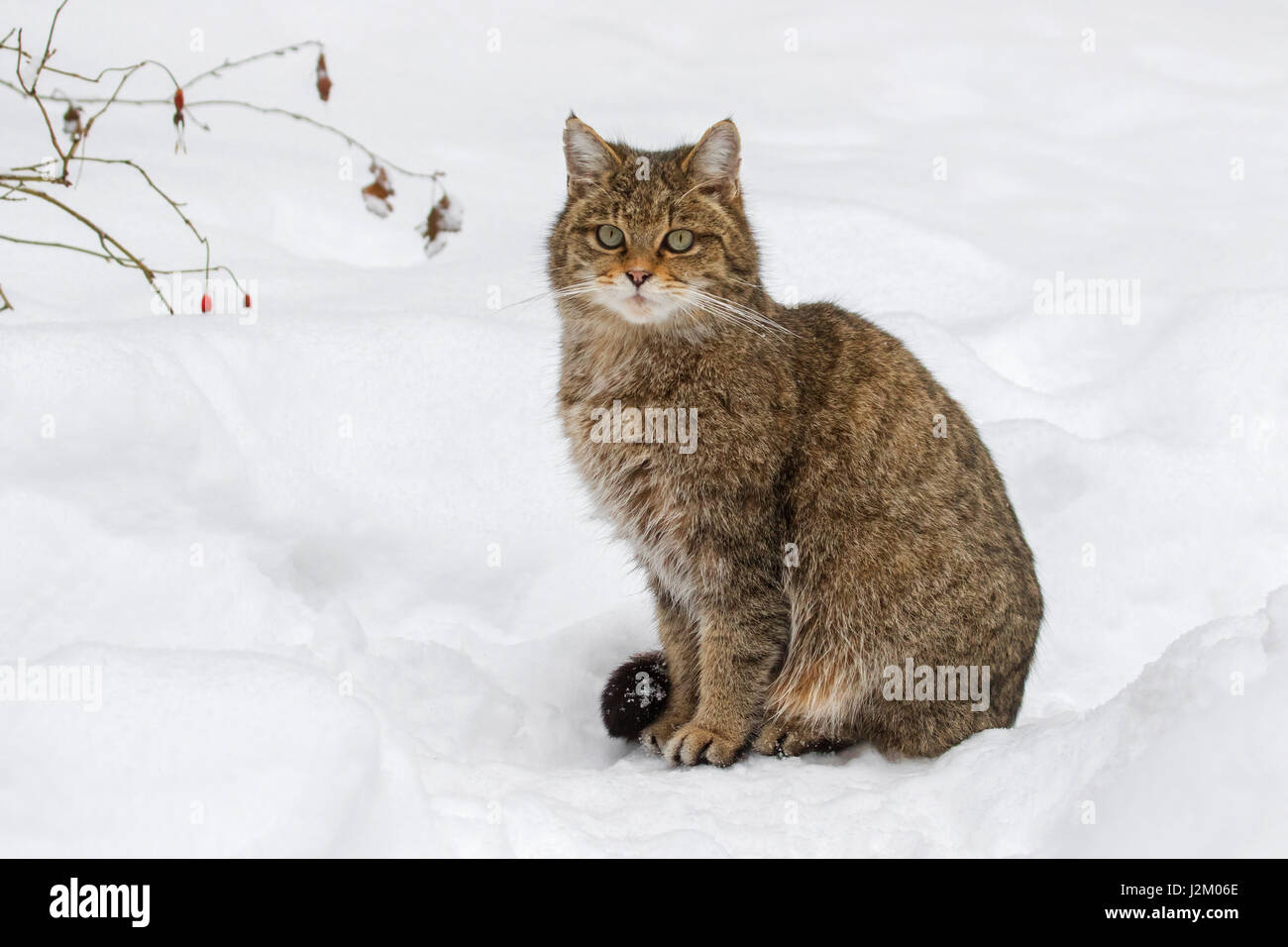 Unione gatto selvatico (Felis silvestris silvestris) seduta nella neve in inverno Foto Stock