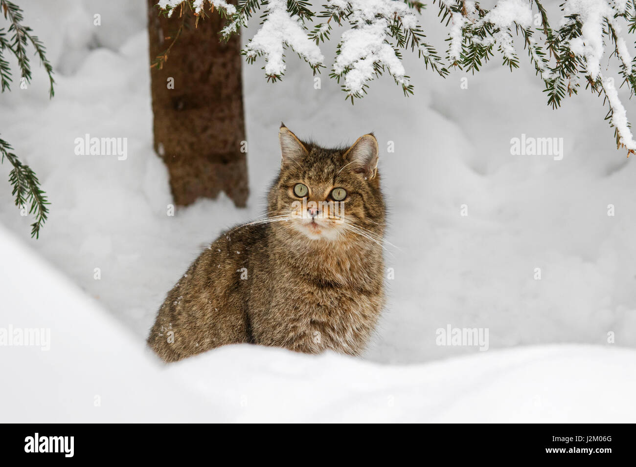 Unione gatto selvatico (Felis silvestris silvestris) seduta nella neve in inverno Foto Stock