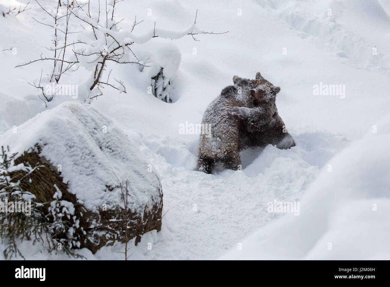 Due 1-anno-vecchio orso bruno lupetti (Ursus arctos arctos) svolgono combattimenti nella neve in inverno Foto Stock