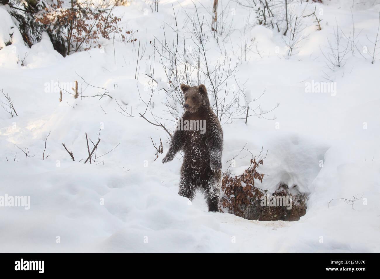 Curioso un anno vecchio brown Bear Cub (Ursus arctos arctos) ritto sulle zampe posteriori vicino a den nella neve in inverno Foto Stock