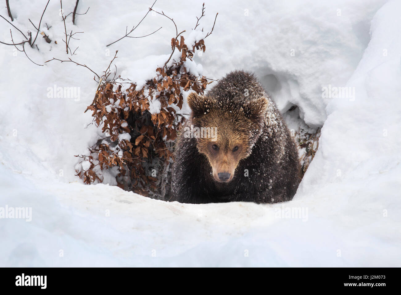 Un anno vecchio brown Bear Cub (Ursus arctos arctos) emergenti da den nella neve in inverno Foto Stock