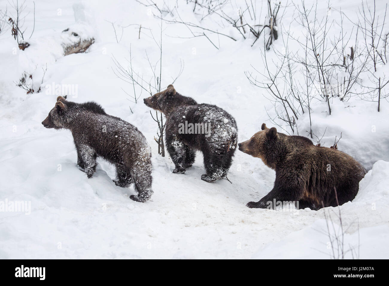 Femmina e due 1-anno-vecchio orso bruno lupetti (Ursus arctos arctos) lasciando den nella neve in inverno Foto Stock