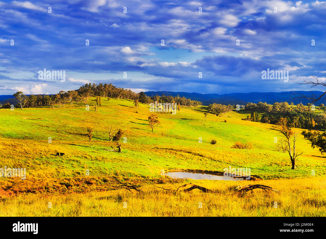 Verdi pascoli erbosi rurali del paese agricolo intorno al diario di bestiame fattoria in montagne blu di Australia su una soleggiata giornata estiva. Foto Stock