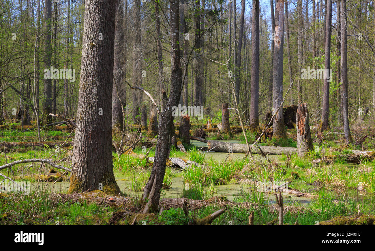 Vecchi alberi di ontano tra abeti rossi in primavera la vista di bagnato cavalletto naturale della Foresta di Bialowieza, foresta di Bialowieza, Polonia,l'Europa Foto Stock