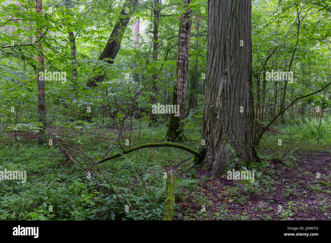 Decidui naturale stand della foresta di Bialowieza con il vecchio albero di quercia e carpino geografica, foresta di Bialowieza, Polonia, Europa Foto Stock