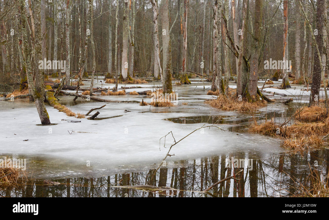 Paesaggio di primavera del vecchio supporto di latifoglie con parzialmente ghiaccio fondente e rotture di alberi, foresta di Bialowieza, Polonia, Europa Foto Stock