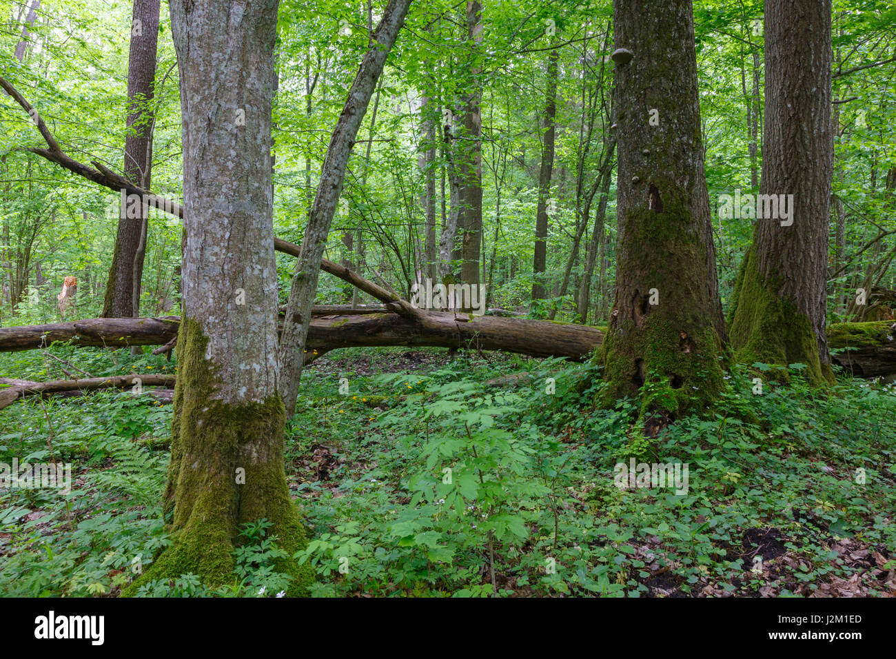 Il vecchio albero di Carpino (Carpinus betulus) e rotture di alberi intorno in stand di latifoglie, foresta di Bialowieza,Polonia,l'Europa Foto Stock
