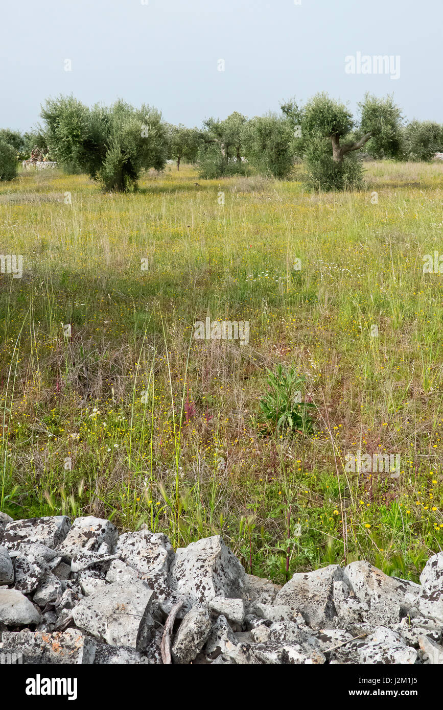 Il paesaggio agricolo della Collina di puglia. Foto Stock