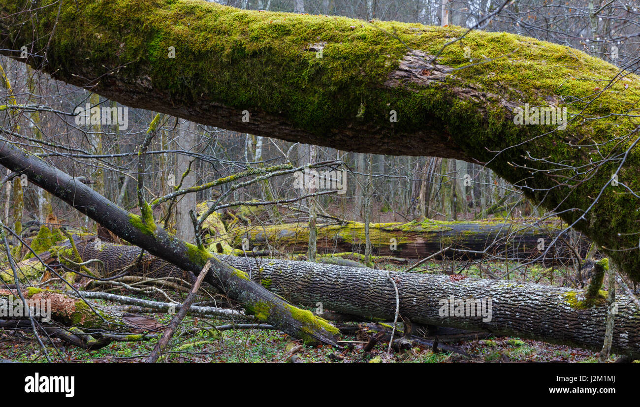 Frassino monumentale rotto alberi giacenti in stand decidui,Bialowieza Forest,Polonia,l'Europa Foto Stock