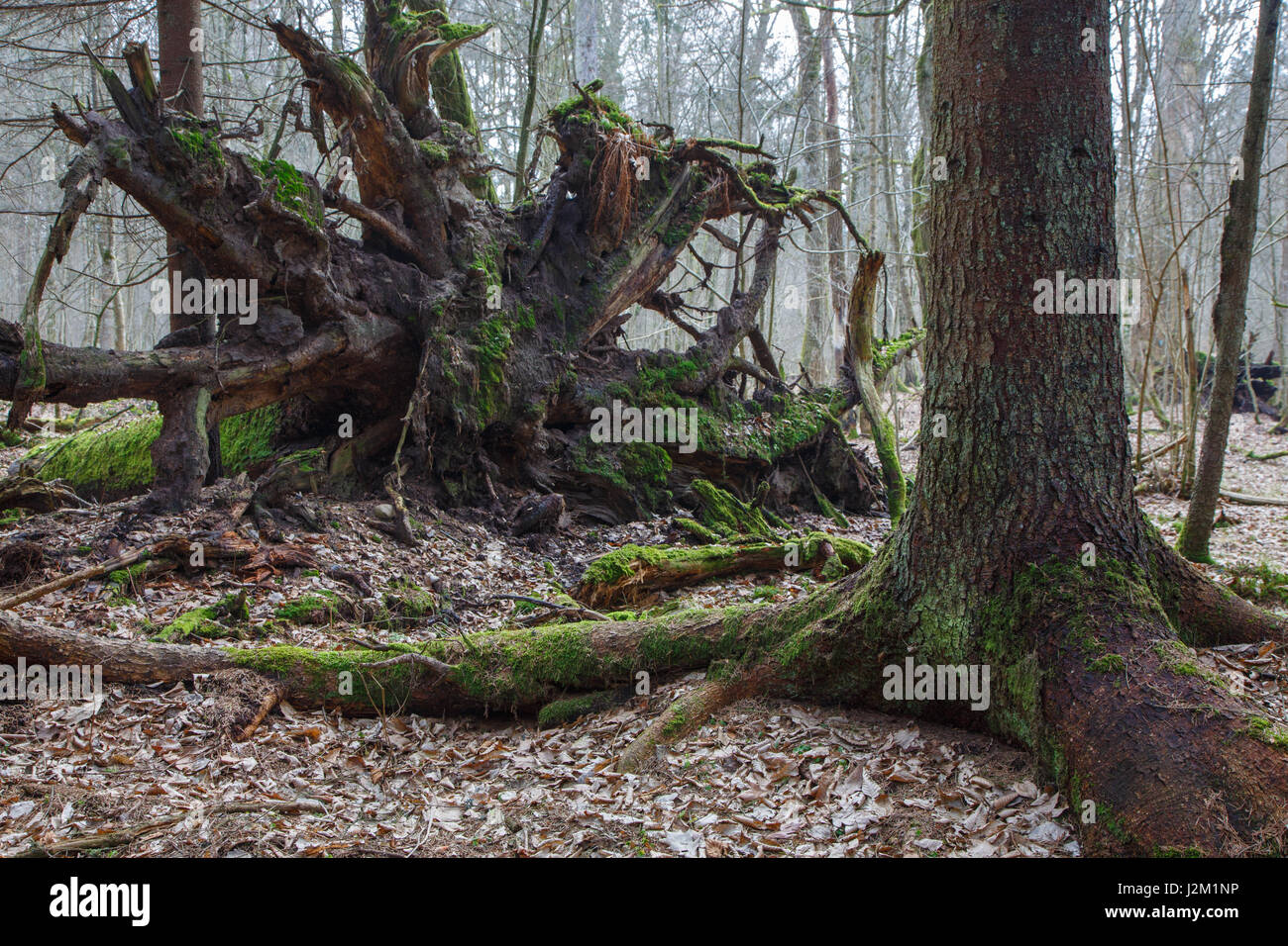 Rotture di abete rosso albero radici parzialmente declinato accanto a un altro, la foresta di Bialowieza, Polonia, Europa Foto Stock