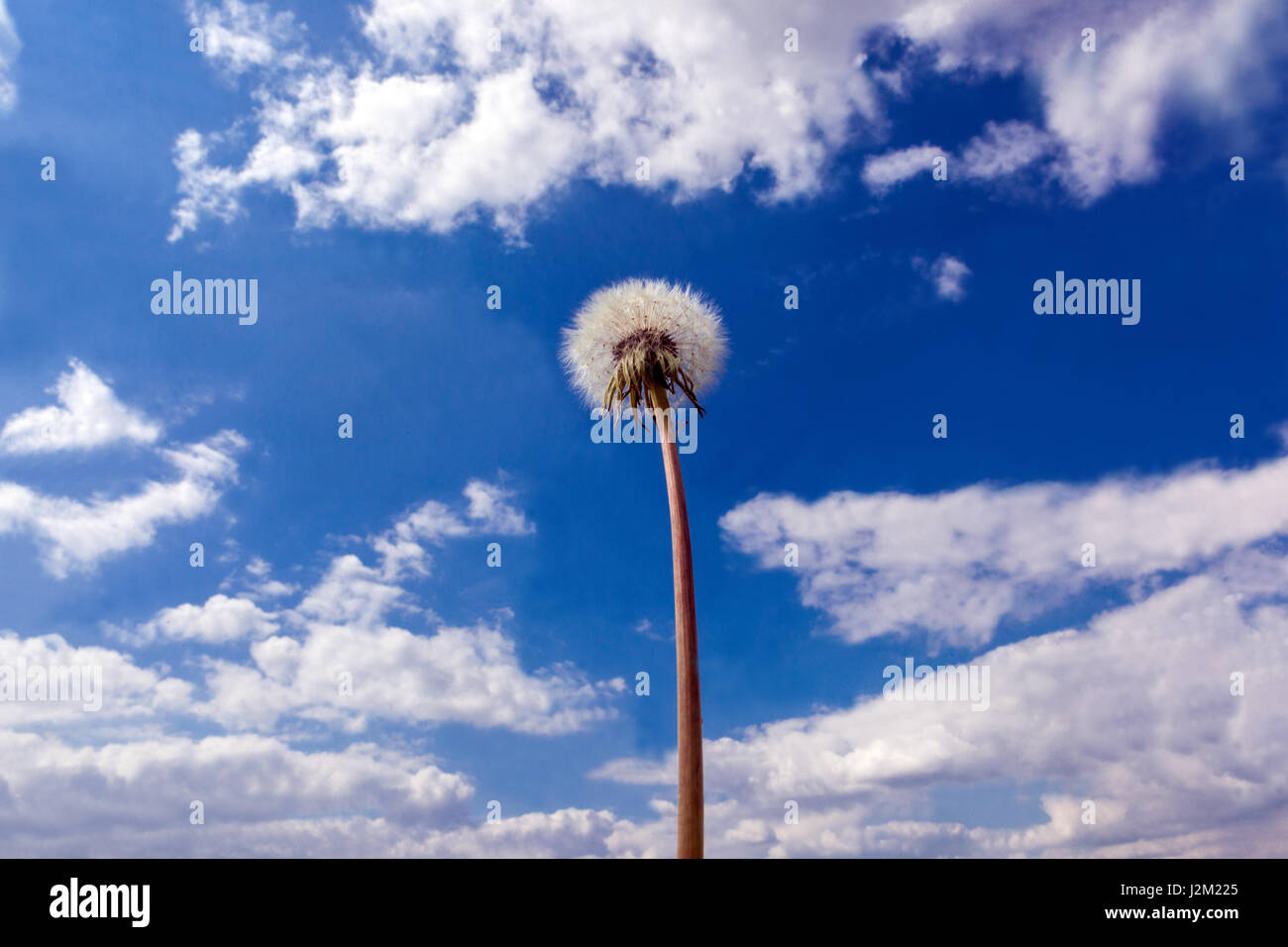 Testa di semi di tarassaco con semi sullo stelo, cielo blu sfondo nuvoloso Taraxacum officinale guardando verso la pianta del cielo Foto Stock