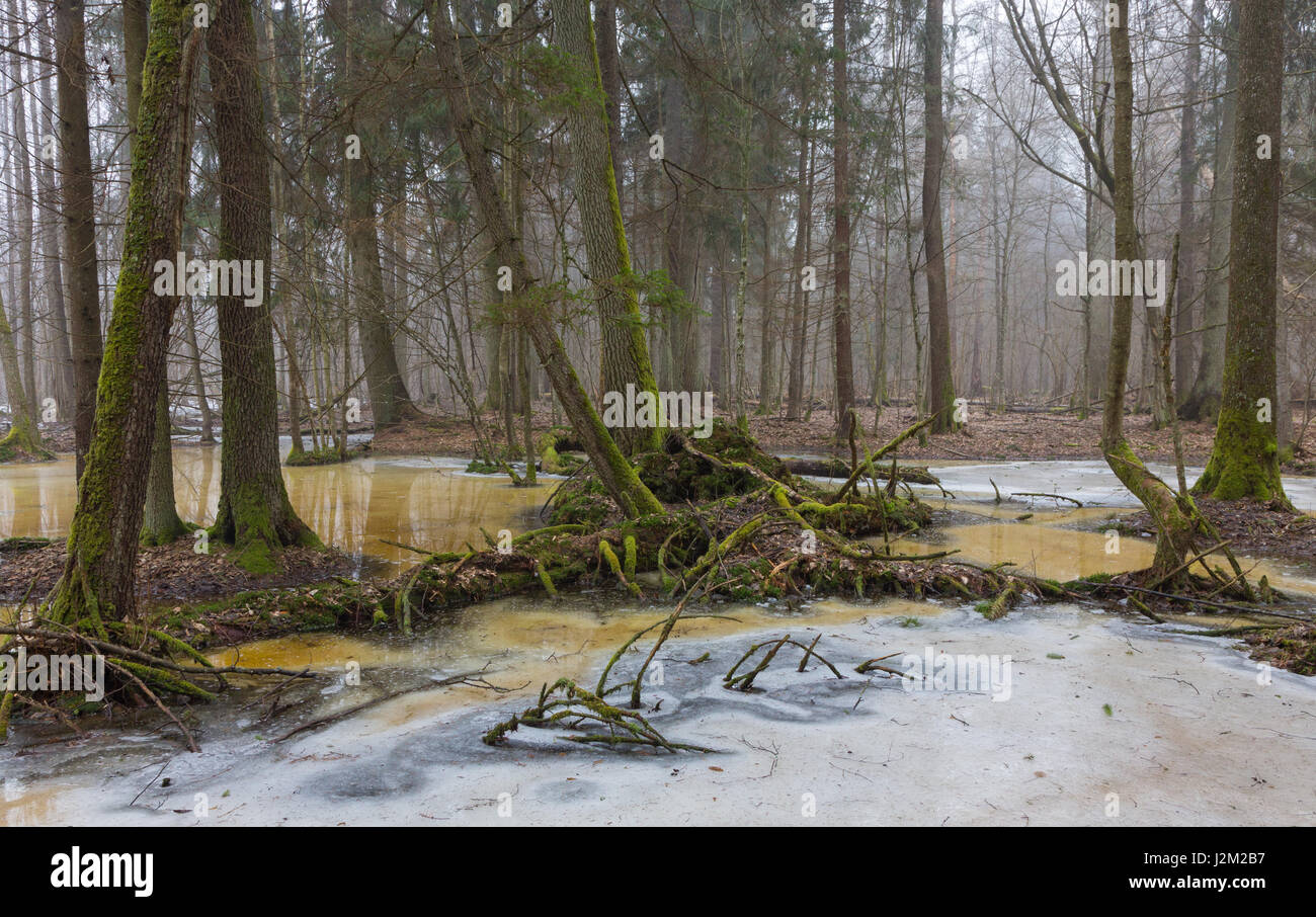 Moss avvolto tree detriti sulla neve che si scioglie in primavera,Bialowieza Forest,Polonia,l'Europa Foto Stock
