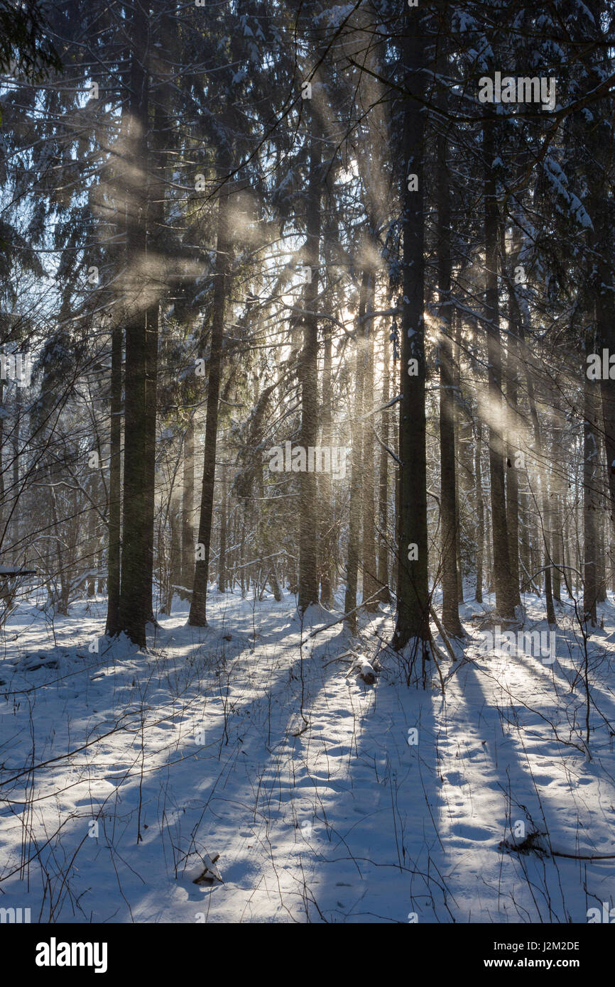 Nevicata interno naturale stand della foresta di Bialowieza diretto in sun, foresta di Bialowieza, Polonia, Europa Foto Stock
