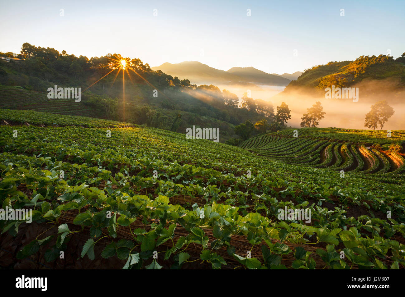 Foschia mattutina sunrise nel giardino di Fragola in Doi Angkhang montagna, chiangmai : Thailandia Foto Stock