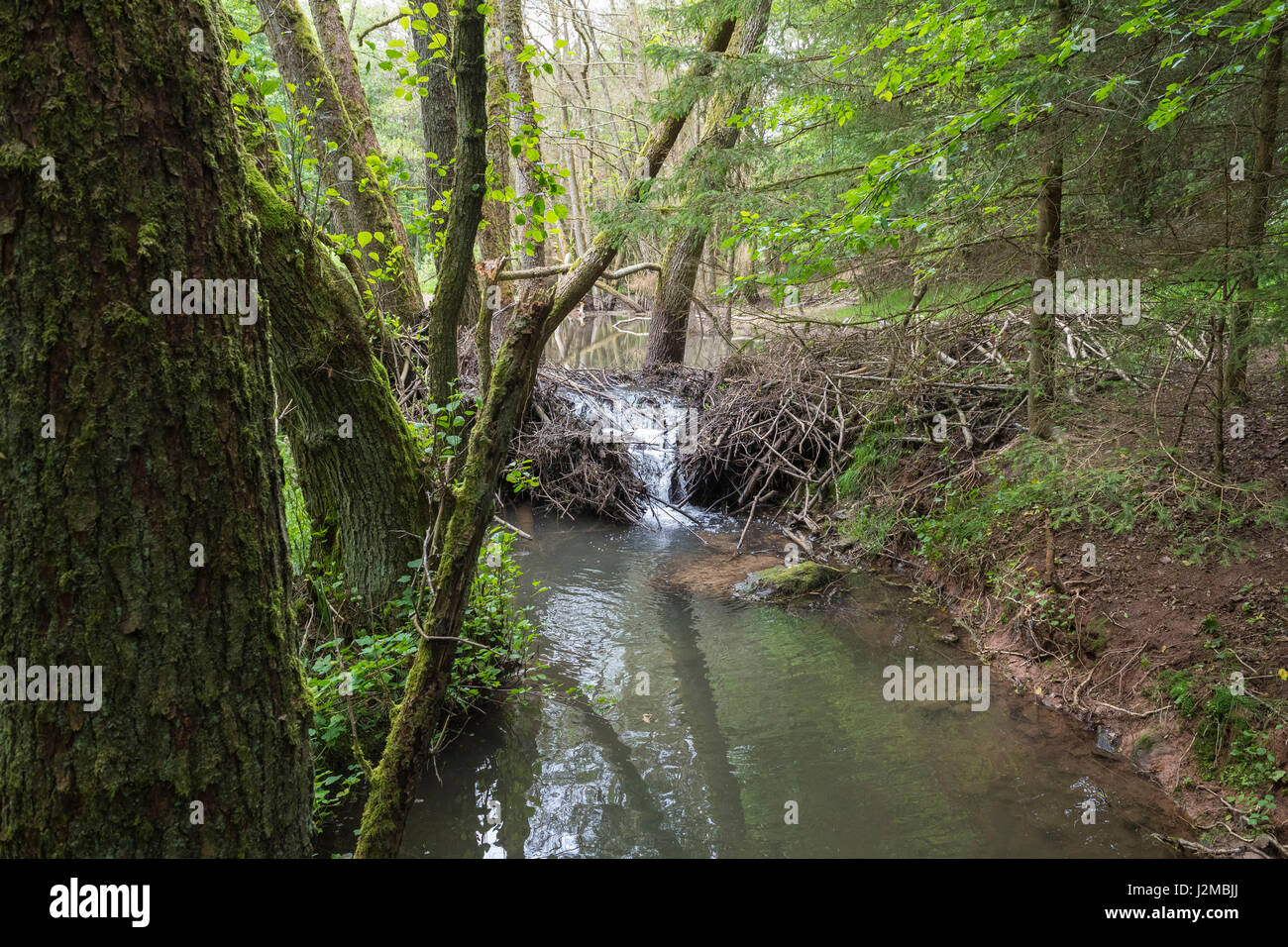 Rotture di Beaver Dam da castoro europeo, Castor fiber, Spessart, Baviera, Germania, Europa Foto Stock