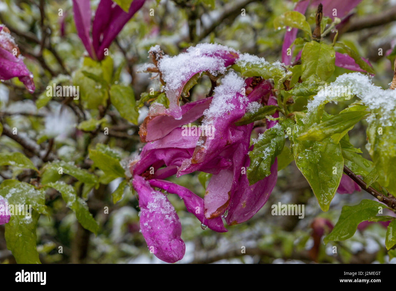 Coperta di neve albero di magnolia dopo la nevicata improvvisa in aprile, Baviera, Germania, Europa Foto Stock