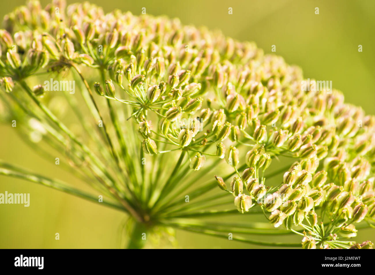 Primo piano di una Decorazione pianta di montagna in una giornata di sole, Zlot mountain, east Serbia Foto Stock