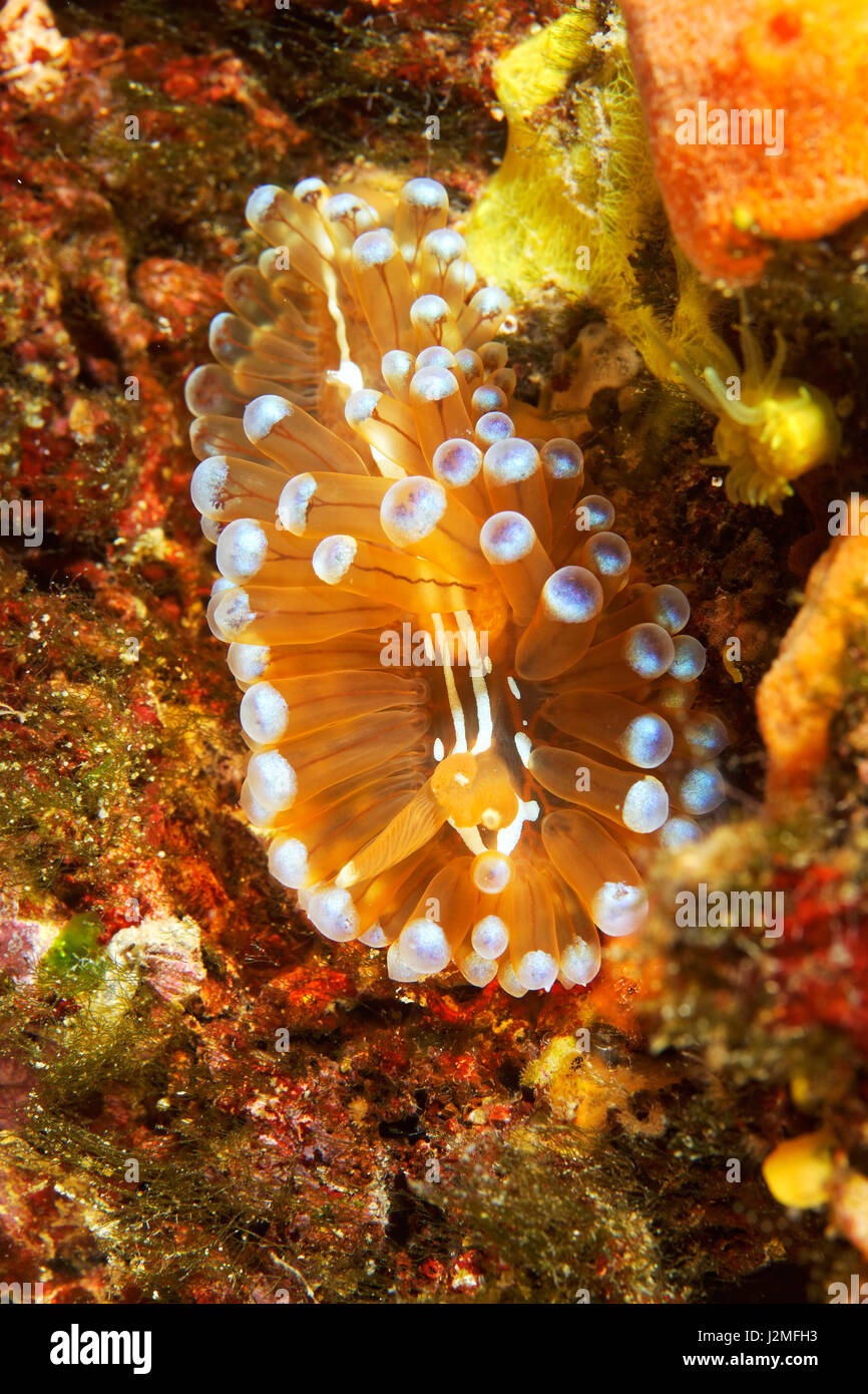 Lumaca di mare crested aeolis nel mare Adriatico,vicino all isola di Pago Foto Stock