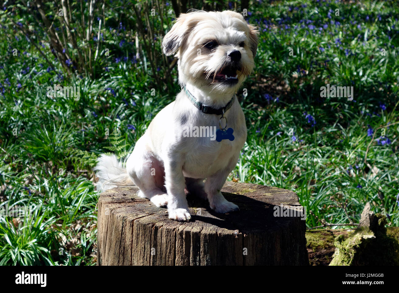 Shih Tzu dog sitter sul ceppo di albero Foto Stock