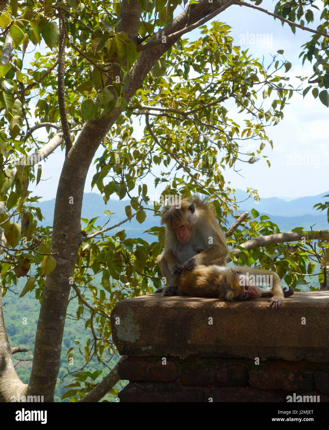 Famiglia di scimmie seduta a una pietra. Sri Lanka Foto Stock