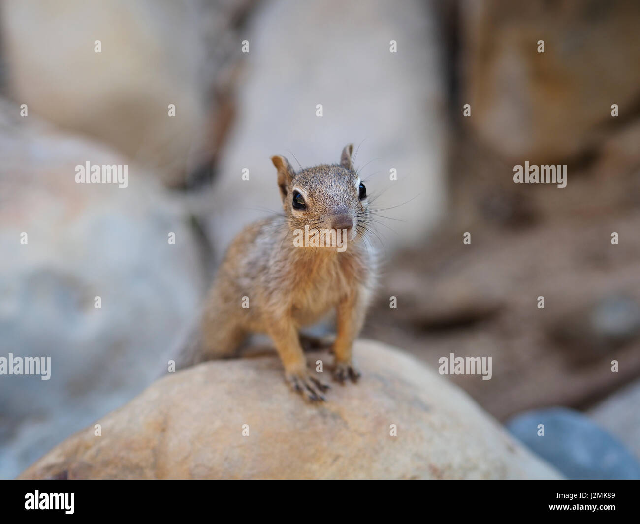 North American western scoiattolo grigio (Sciurus griseus), guardando alla fotocamera Foto Stock