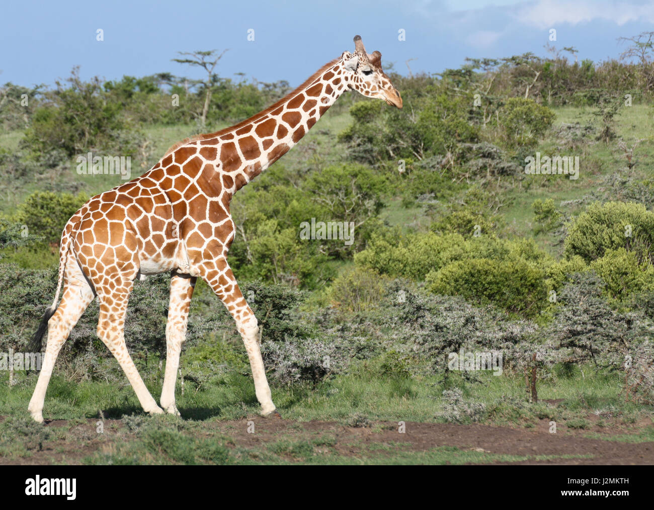 Un reticolato (giraffa camelopardalis Giraffa) cammina davanti a una folta e verde collina. Ol Pejeta Conservancy, Kenya. Foto Stock