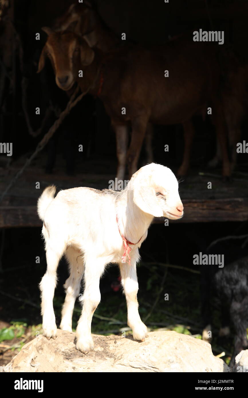 Giovane capra nelle montagne nepalesi aganst sfondo nero sulla fattoria rurale Foto Stock