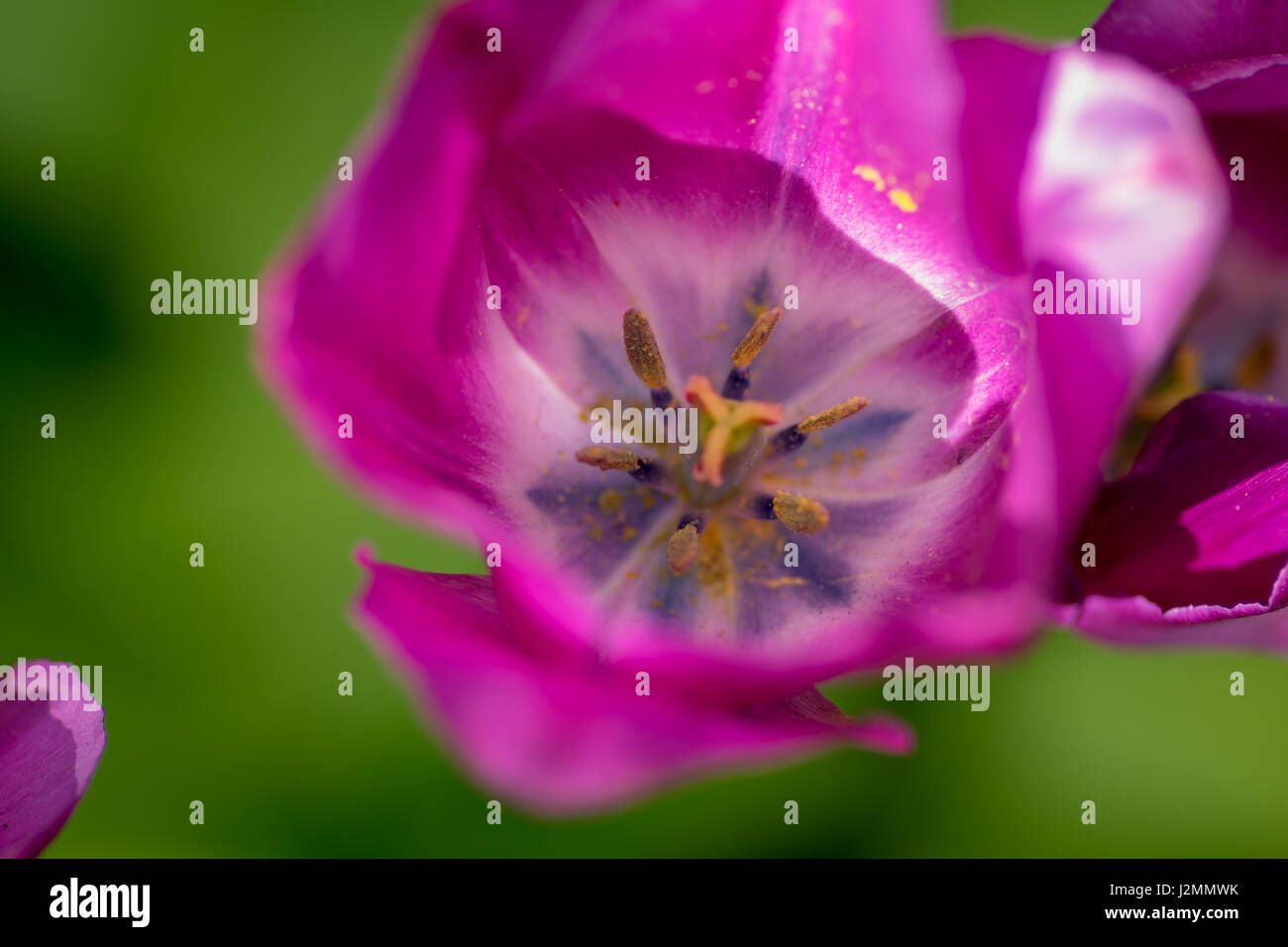 Tulip flower petali di testa Centre focus blur sullo sfondo Foto Stock