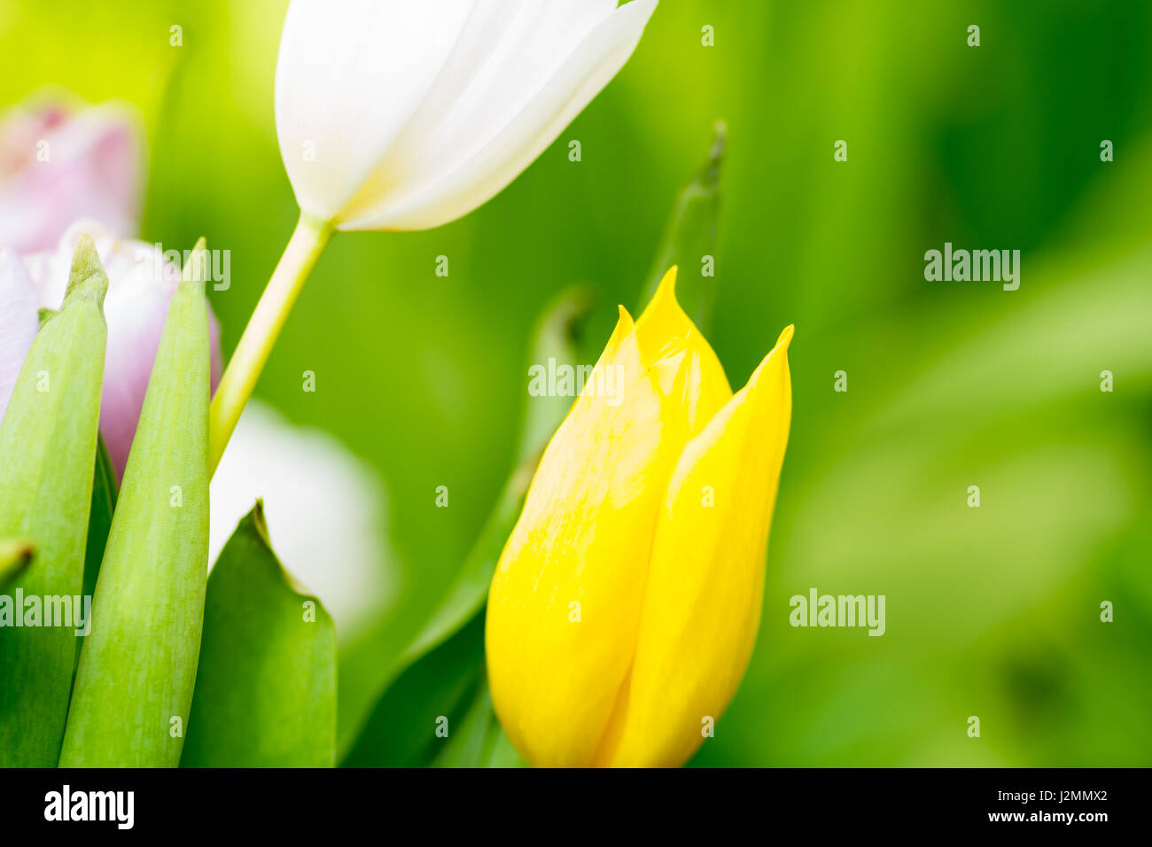 Giunchiglie Centre focus blur sullo sfondo Foto Stock