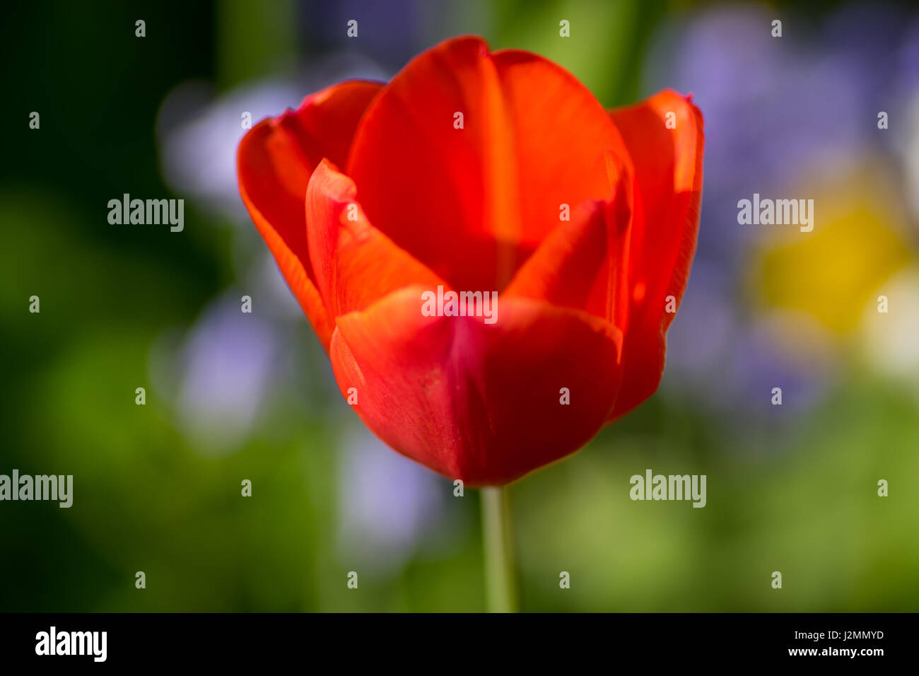 Tulipani rossi Centre focus blur sullo sfondo Foto Stock