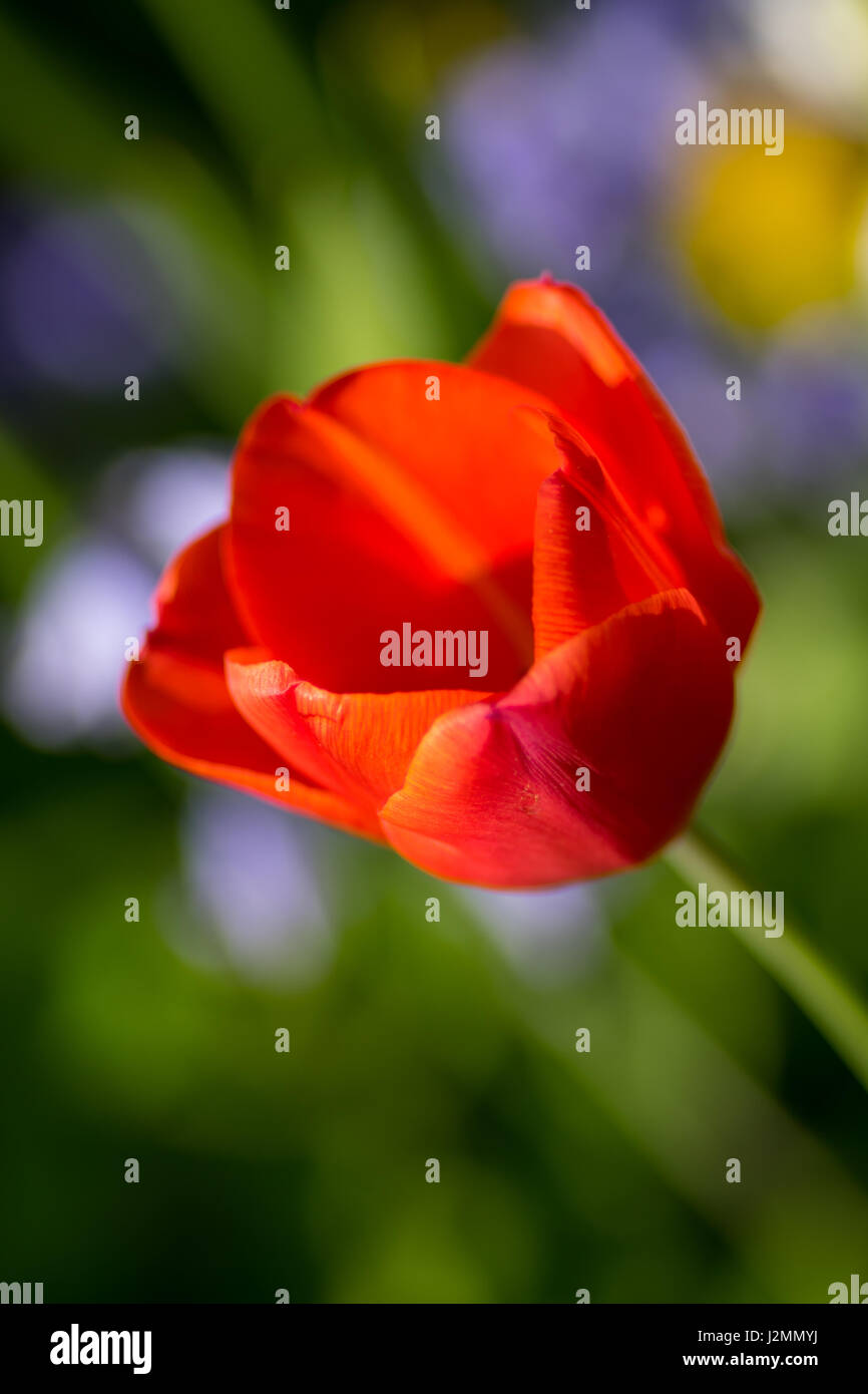 Tulipani rossi Centre focus blur sullo sfondo Foto Stock