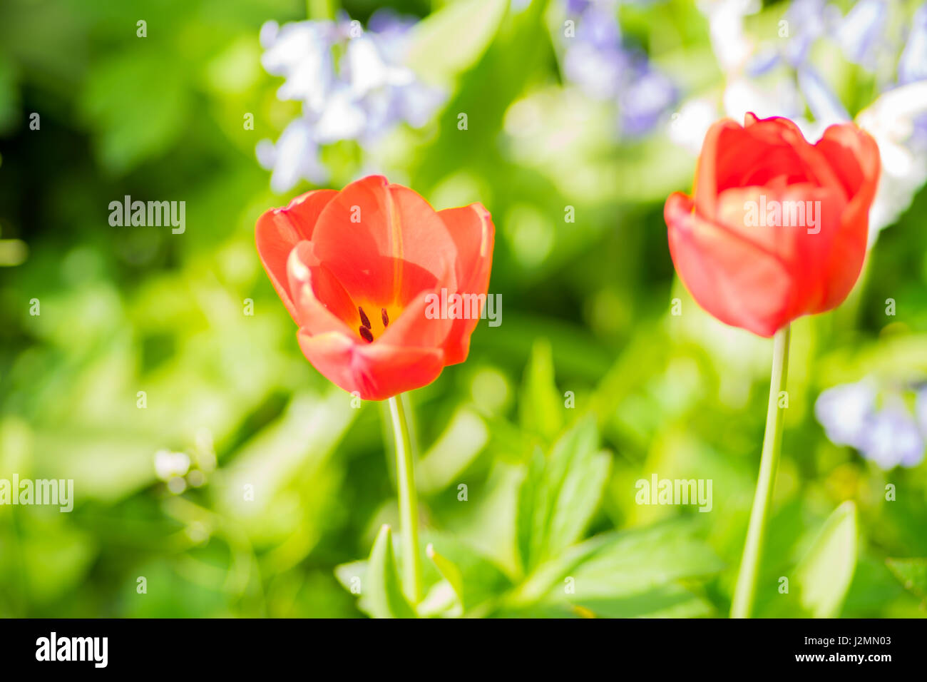Tulipani rossi Centre focus blur sullo sfondo Foto Stock