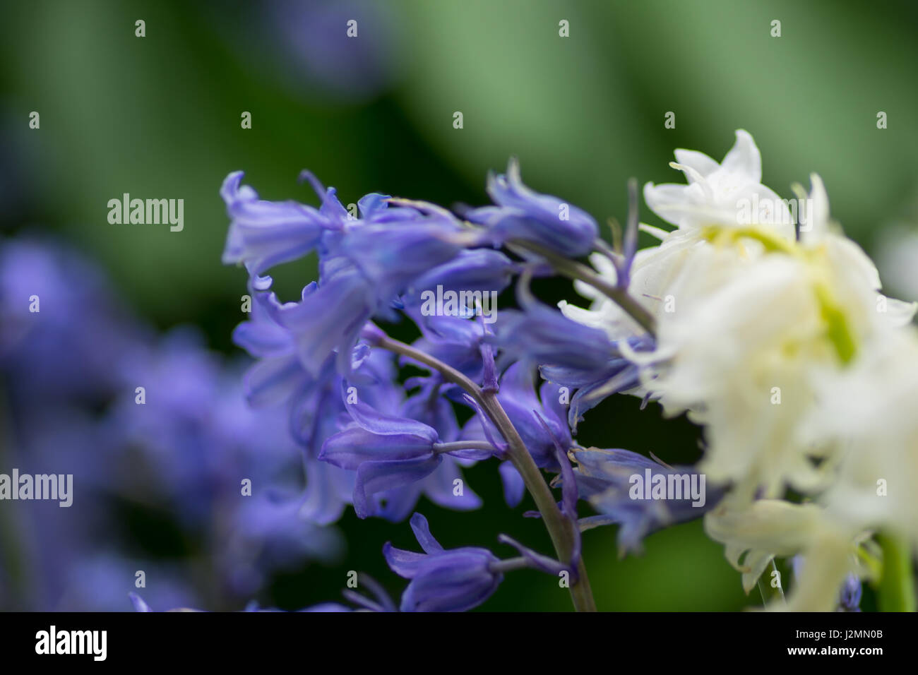 Bluebells e bianco fiori Bell Centre focus blur sullo sfondo Foto Stock