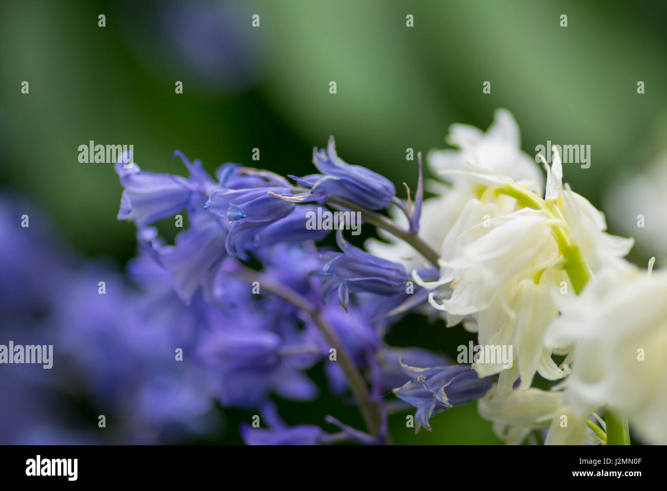 Bluebells e bianco fiori Bell Centre focus blur sullo sfondo Foto Stock