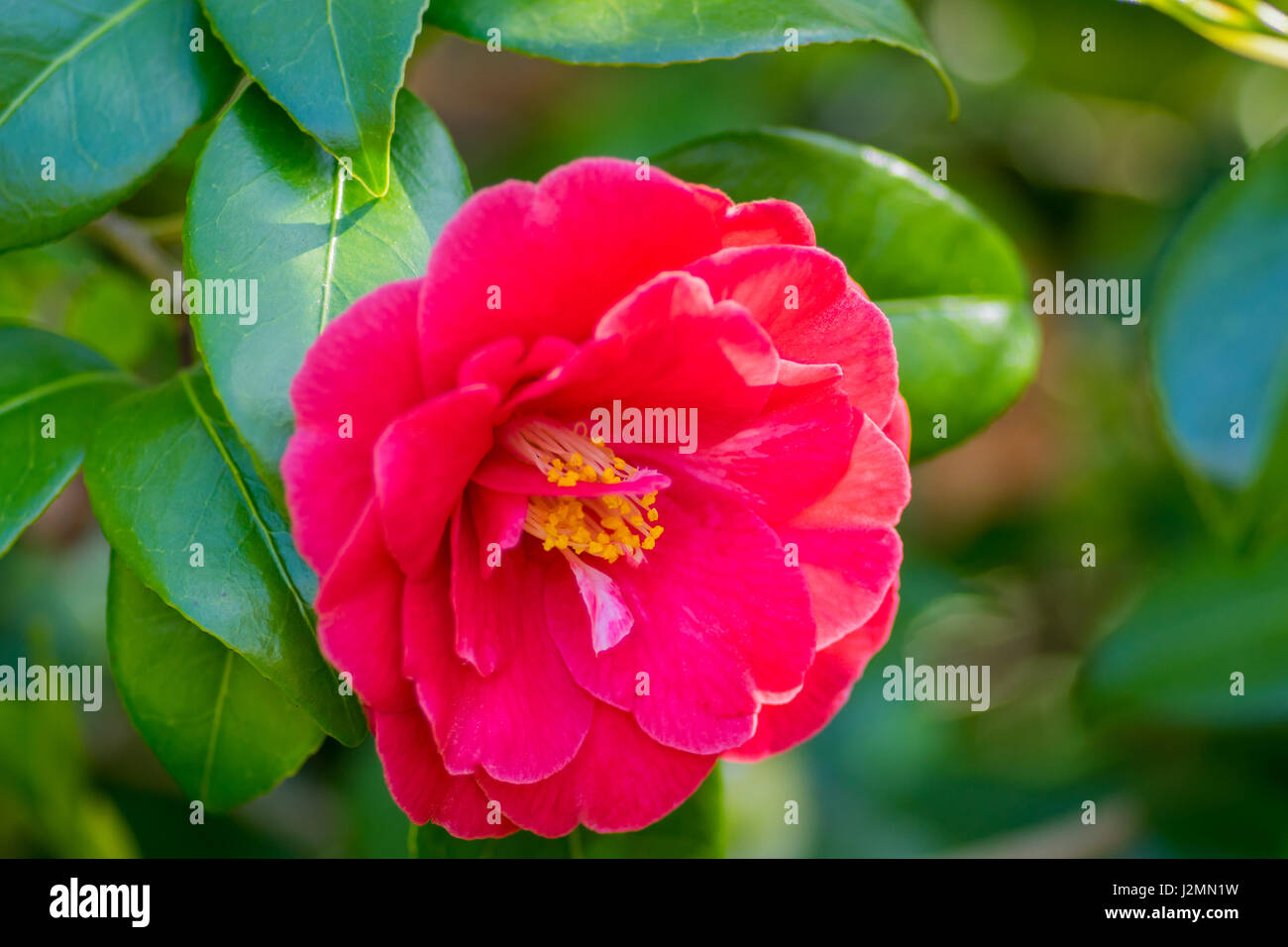 Rosso petalo fiore, Centre focus blur sullo sfondo Foto Stock