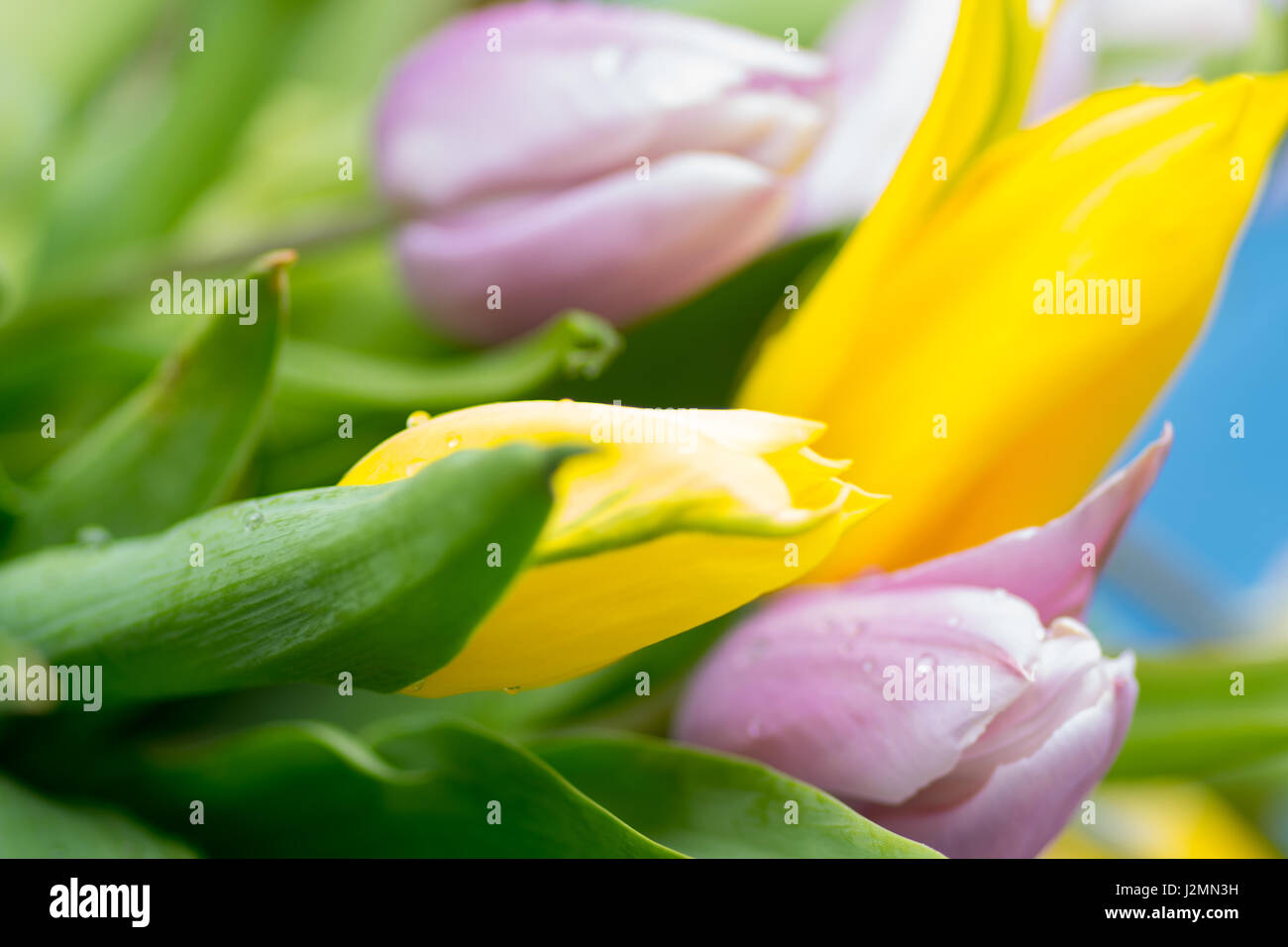 Giunchiglie centro macro focus blur sullo sfondo Foto Stock