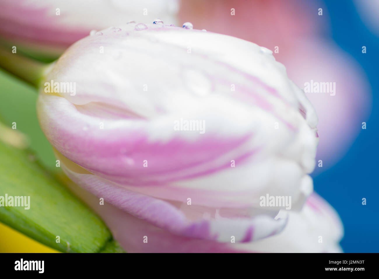 Giunchiglie centro macro focus blur sullo sfondo Foto Stock