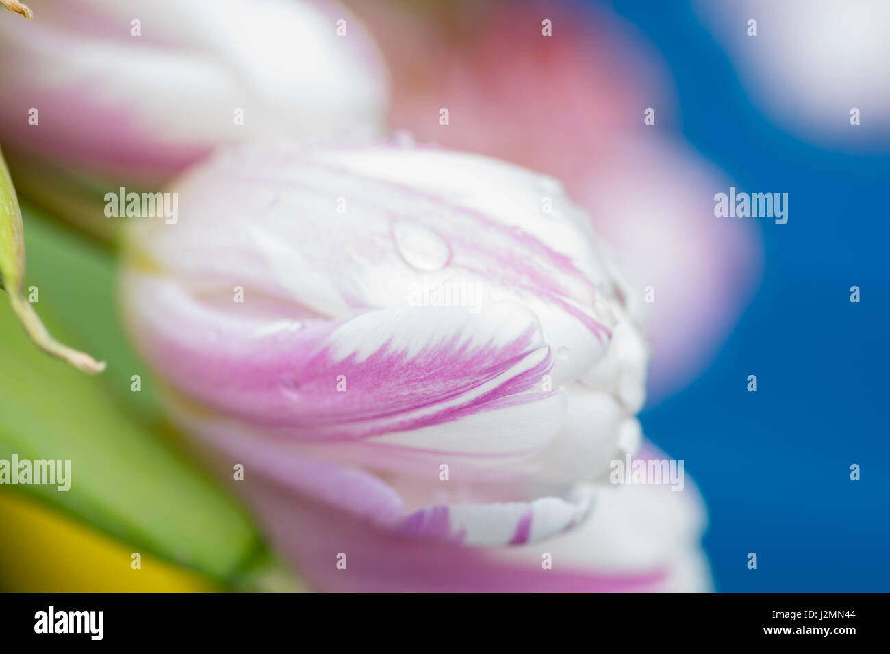 Giunchiglie centro macro focus blur sullo sfondo Foto Stock
