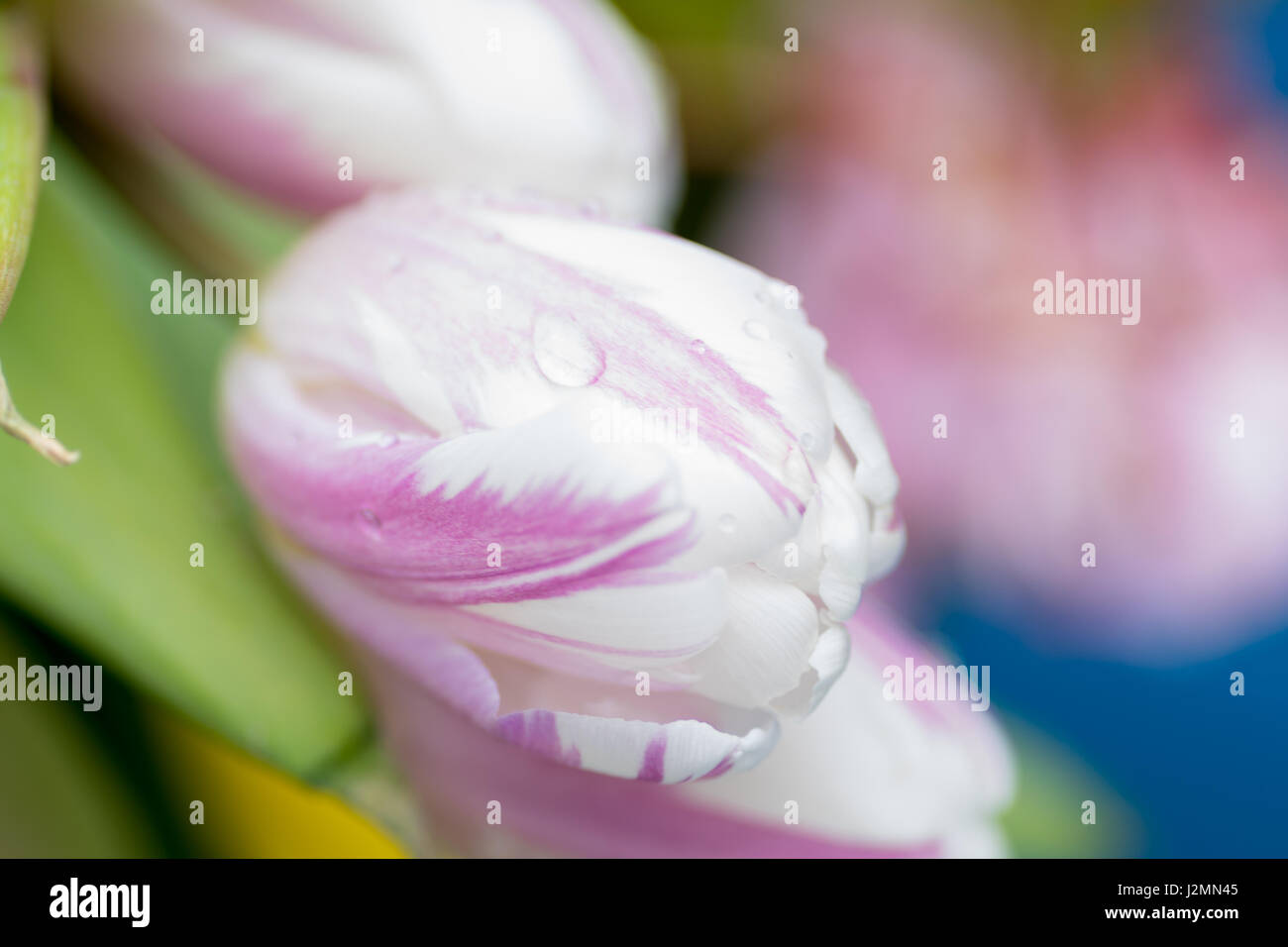 Giunchiglie centro macro focus blur sullo sfondo Foto Stock